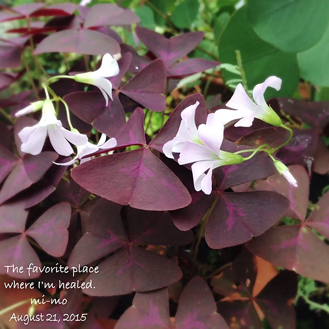 6か月枯れ保証 球根 オキザリス トリアングラリス 0 1mのレビュー クチコミとして参考になる投稿2枚 Roomclip ルームクリップ