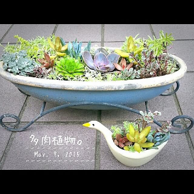 玄関 入り口 多肉植物寄せ植え 多肉植物初心者 雑貨 お庭 などのインテリア実例 15 05 07 12 29 11 Roomclip ルームクリップ