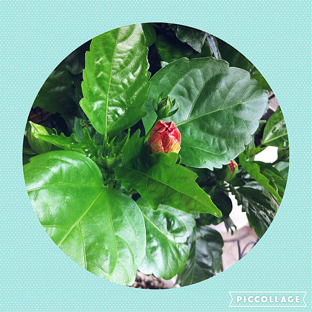 写真付きレビュー 刀川平和農園 平和 ハイビスカス 夏の花の培養土 Scgシリーズ 5リットルの通販商品 口コミ情報 Roomclipショッピング