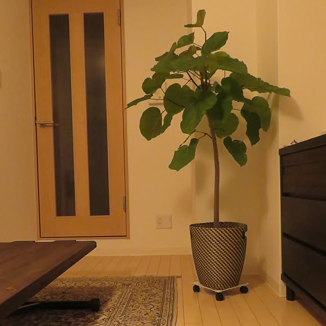 Ikea イケア 通販 R Aring Gkorn ローグコルン 鉢カバー 室内 屋外用 ナチュラル D のレビュー クチコミとして参考になる投稿2枚