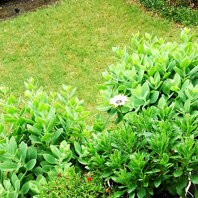 花苗 耐寒性松葉菊 砂漠の宝石おまかせセット 4株のレビュー クチコミとして参考になる投稿5枚 Roomclip ルームクリップ