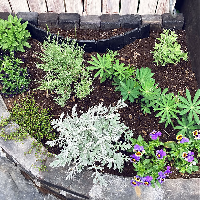 写真付きレビュー ミューレンベッキア ワイヤープランツ 3号ポット苗花苗 観葉植物 多年草 宿根草 グランドカバー 寄せ植え 耐寒 耐暑 ローメンテナンスの通販商品 口コミ情報 Roomclipショッピング