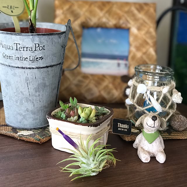 超安い 観葉植物 風水 植物 おしゃれ 室内 エアープランツ エアプランツ チランジア ベイレイ ホワイトイリプス 容器 北欧 ユーロプランツ