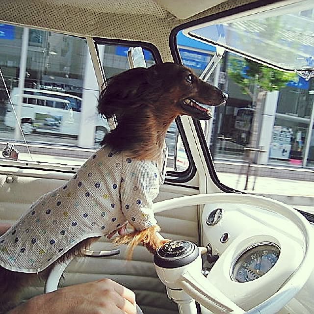 バス トイレ イベント参加中 相棒 運転する犬 風を感じる犬 などのインテリア実例 16 08 21 12 04 31 Roomclip ルームクリップ