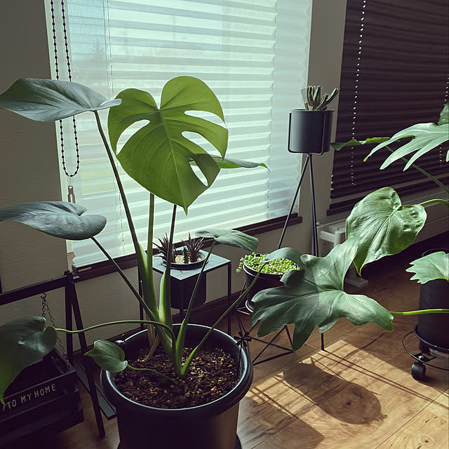Hunt9 ロメル トール 植物スタンド 植木 鉢置き フラワースタンド 花台 室内 おしゃれ 園芸 シンプル スチール 多肉 自宅 土台のレビュー クチコミとして参考になる投稿2枚 Roomclip ルームクリップ