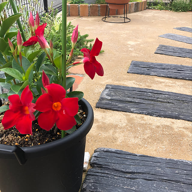 観葉植物 サントリー サンパラソル ビューティー レッド 3 5号 1ポット のレビュー クチコミとして参考になる投稿1枚 Roomclip ルームクリップ