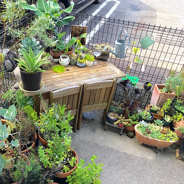 玄関/入り口/ハーブ/雑貨/100均/多肉植物/観葉植物&hellip;などのインテリア実例 20160705 084830
