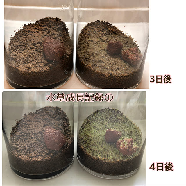 写真付きレビュー ニッソー 育てる水草の種 ストレートヘアー ロックの通販商品 口コミ情報 Roomclipショッピング