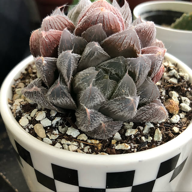 多肉植物 ハオルチア 多肉植物 ハオルチア レッド レンズ オブツーサ 7 5cmポットのレビュー 口コミとして参考になる投稿2枚 Roomclip ルームクリップ