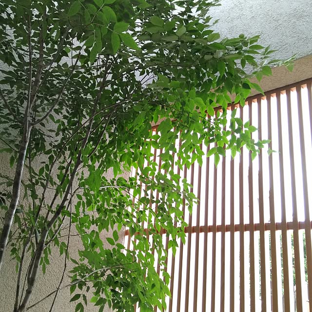 送料無料 アオダモ 株立樹高1 8m前後 根鉢含まず シンボルツリー 庭木 植木 落葉樹 落葉高木のレビュー クチコミとして参考になる投稿8枚 Roomclip ルームクリップ 送料無料 アオダモ 株立樹高1 8m前後 根鉢含まず シンボルツリー 庭木 植木 落葉樹 落葉高木のレビュー クチコミとして参考になる投稿8枚 Roomclip ルームクリップ
