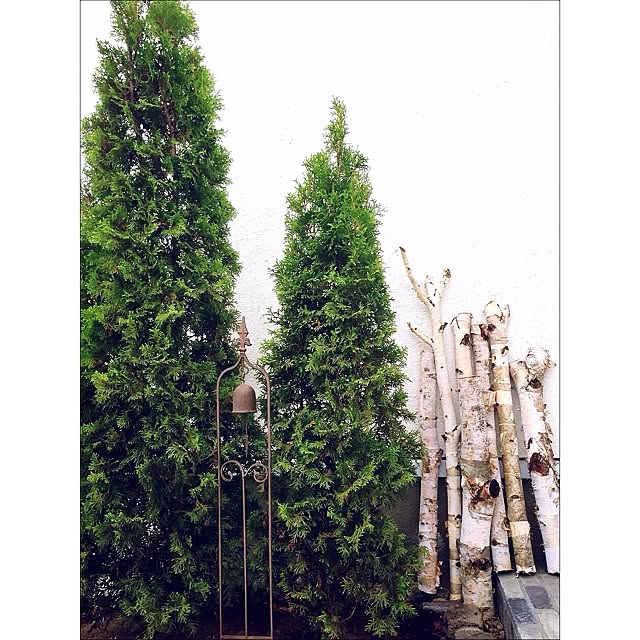 インテリアどころか外！/Blogやってません/Gardeningやってます/庭/白樺の丸太ディスプレイ&hellip;などのインテリア実例 2014