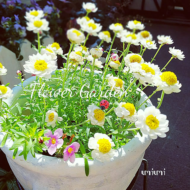 花かんざし 苗 ヘリクリサムローダンテ 冬 春 1株 ガーデニング 寄せ植え ドライフラワーにのレビュー クチコミとして参考になる投稿22枚 花かんざし 苗 ヘリクリサムローダンテ 冬 春 1株 ガーデニング 寄せ植え ドライフラワーにのレビュー クチコミとして参考になる投稿22枚