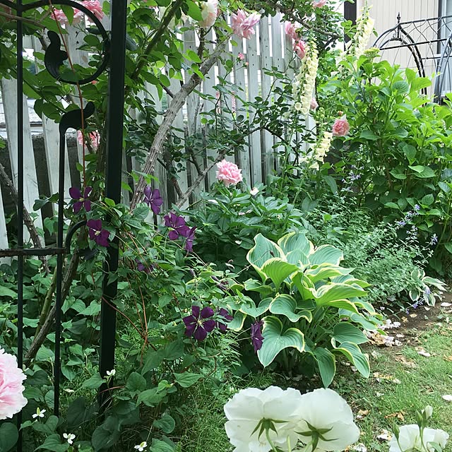 バラ苗 羽衣 3年生特大苗 つるバラ トゲが少ない 四季咲き ピンク バラ 苗 つるばら 薔薇のレビュー クチコミとして参考になる投稿8枚 Roomclip ルームクリップ バラ苗 羽衣 3年生特大苗 つるバラ トゲが少ない 四季咲き ピンク バラ 苗 つるばら 薔薇のレビュー クチコミとして参考になる投稿8枚 Roomclip ルームクリップ