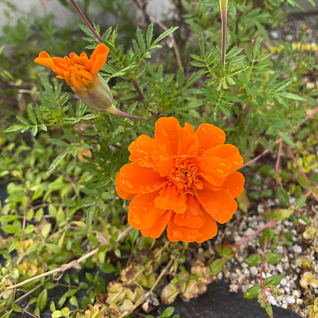 てしまの苗 コンパニオンプランツ マリーゴールド 実生苗 9cmポット 花苗のレビュー クチコミとして参考になる投稿4枚 Roomclip Item