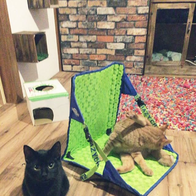 リビング トシユキちんこ舐めすぎ注意報 一人暮らし 猫 いいね コメントありがとうございます などのインテリア実例 15 12 29 23 18 36 Roomclip ルームクリップ