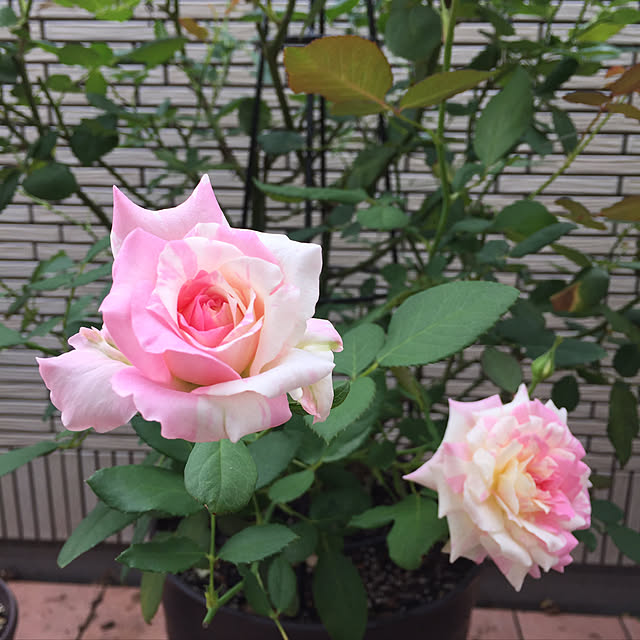 写真付きレビュー 四季咲きバラ苗 ミルフィーユ 2年生大苗 登録品種 品種登録 予約販売 12月 翌年1月中に順次入荷 の通販商品 口コミ情報 Roomclipショッピング
