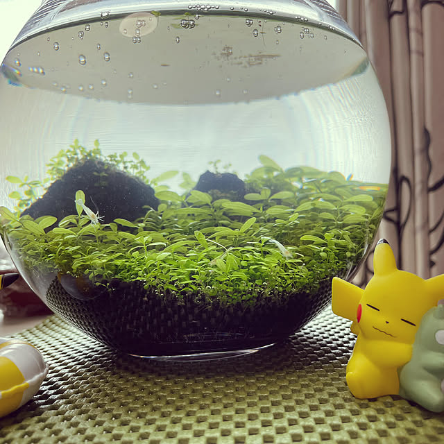 同梱不可 ジェックス ピュアブラック Gex 21 4l 熱帯魚 アクアリウム