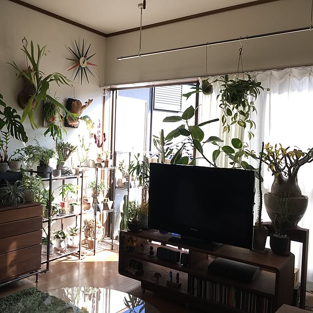 部屋全体/NO GREEN NO LIFE/観葉植物/テレビ台/一人暮らし/ウォールナット&hellip;などのインテリア実例 20161126