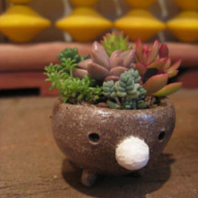 玄関/入り口/多肉植物/ガーデニング♡/ハンドメイド/オーブン粘土...などのインテリア実例 - 2016-03-11 13:52:53