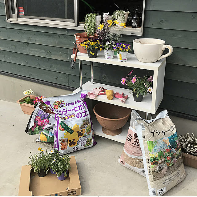 マーガレット モリンバ ミニピンク 9cmポット苗のレビュー クチコミとして参考になる投稿3枚 Roomclip ルームクリップ