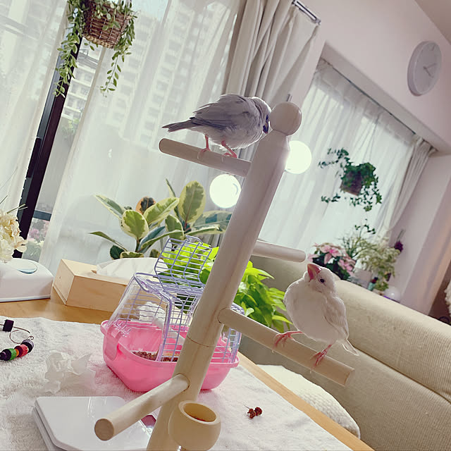 ホヤ クミンギアナ 観葉植物 おしゃれ 日陰 小さい 陶器植木鉢 アヤナスのレビュー クチコミとして参考になる投稿10枚 Roomclip ルームクリップ
