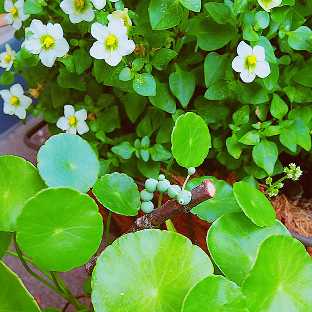 写真付きレビュー 爽やかな青い花 エキザカム ３号の通販商品 口コミ情報 Roomclipショッピング