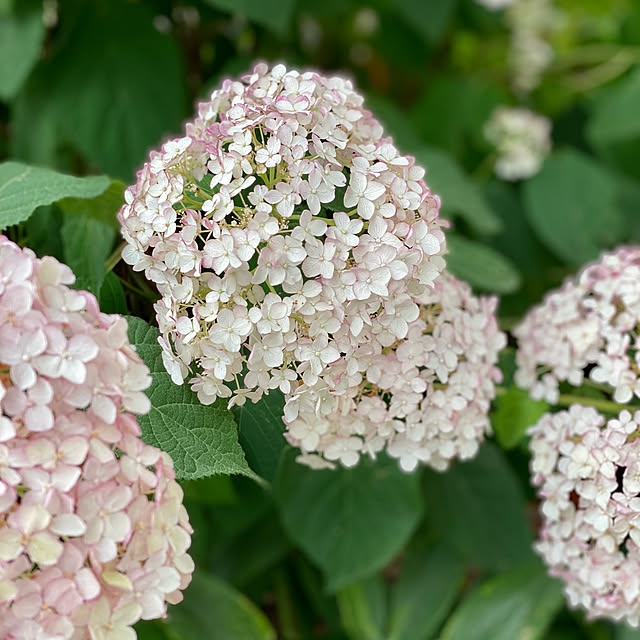 写真付きレビュー 花痛み 開花株 アジサイ苗 新品種アナベル ピコティ シャルマン 6号鉢植え 21年入荷株 の通販商品 口コミ情報 Roomclipショッピング