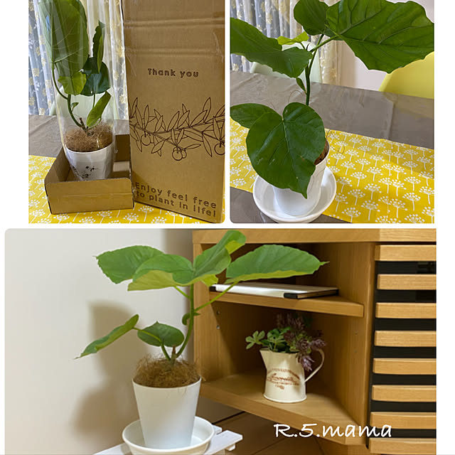 お試し ウンベラータ 白色 プラスチック鉢 4号 南 卓上サイズ 鉢植え 鉢 苗 苗木 観葉植物 白 ホワイト 丸のレビュー クチコミとして参考になる投稿133枚 お試し ウンベラータ 白色 プラスチック鉢 4号 南 卓上サイズ 鉢植え 鉢 苗 苗木 観葉植物 白 ホワイト 丸のレビュー クチコミとして参考になる投稿133枚