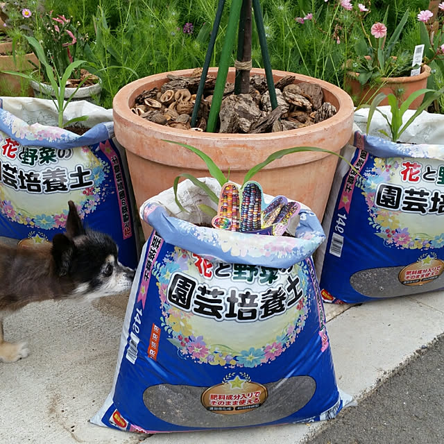 世界で一番美しいトウモロコシ レインボーコーン栽培セット おしゃれ かわいい 野菜 栽培セット ガーデニング とうもろこし 家庭菜園 のレビュー クチコミとして参考になる投稿3枚 Roomclip ルームクリップ