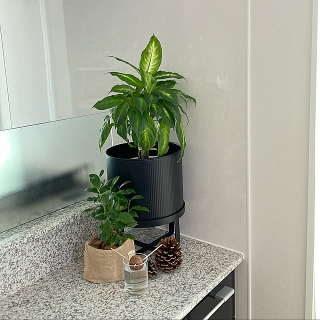 選べる観葉植物 2点セット インテリア おしゃれ ディフェンバキア ローレンチ ゴムの木 プミラ アイビー ヘデラ シャングリラ バニラ ポトス オーガスタ テーブルヤシ ユッカ カラテアのレビュー クチコミとして参考になる投稿16枚 Roomclip ルームクリップ 選べる観葉植物 2点セット インテリア おしゃれ ディフェンバキア ローレンチ ゴムの木 プミラ アイビー ヘデラ シャングリラ バニラ ポトス オーガスタ テーブルヤシ ユッカ カラテアのレビュー クチコミとして参考になる投稿16枚 Roomclip ルームクリップ