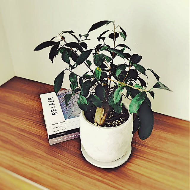 一部地域送料無料 ガジュマル 幹太タイプ 4号 選べるこだわりの植木鉢 観葉植物 ニンジンガジュマル おしゃれ ミニ 卓上 陶器鉢 プレゼント 母の日のレビュー クチコミとして参考になる投稿6枚 Roomclip ルームクリップ 一部地域送料無料 ガジュマル 幹太タイプ 4号 選べるこだわりの植木鉢 観葉植物 ニンジンガジュマル おしゃれ ミニ 卓上 陶器鉢 プレゼント 母の日のレビュー クチコミとして参考になる投稿6枚 Roomclip ルームクリップ