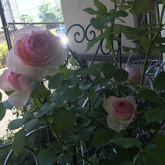 バラ苗 ピエールドゥロンサール 3年生特大苗 つるバラ 初心者に超おすすめ つる性 ピンク バラ 苗 つるばら 薔薇 バラ 苗木のレビュー クチコミとして参考になる投稿6枚