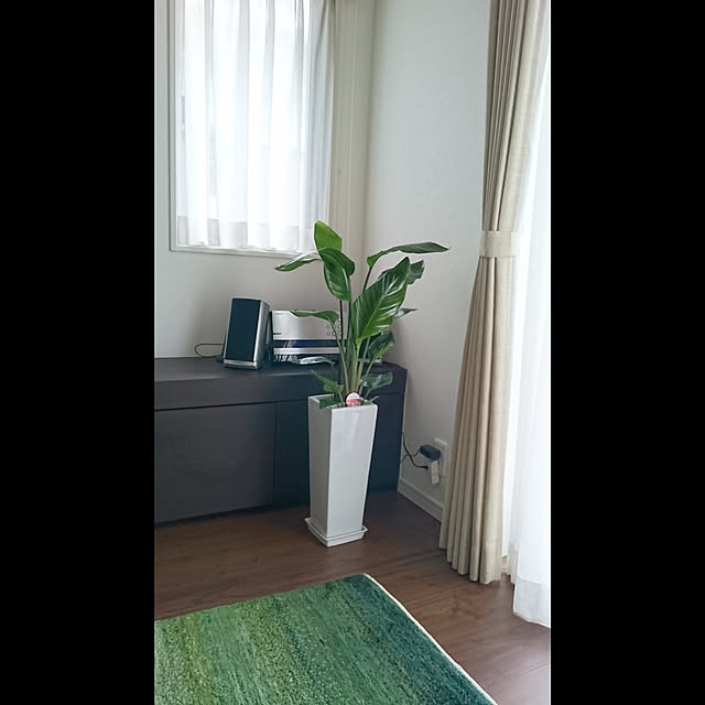 観葉植物 大型 ストレリチア オーガスタ 130cmタイプ 高級陶器鉢仕立 人気 プレゼント 会社 法人 開店 祝い 新築 スタイリッシュ モダン 贈り物 ギフト 学名 瑠璃極楽鳥花 花言葉 条件付送料無料 イーラン 写真のような厳選品のお届けです のレビュー クチコミ