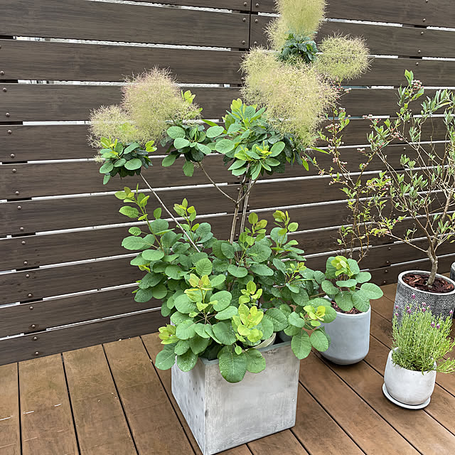 プランター おしゃれ 大型 クレイポット Claypot キューブ36 Cube 36 12号鉢相当 容量40l 高さ 幅 奥行36cm 底穴あり ホワイト ダークグレー ライトグレーのレビュー クチコミとして参考になる投稿8枚