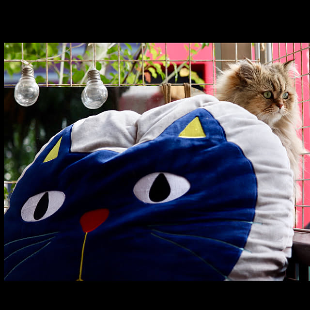 リビング/東京インテリア/クッション/ねこ/ウッドデッキ&hellip;などのインテリア実例 20190223 142641