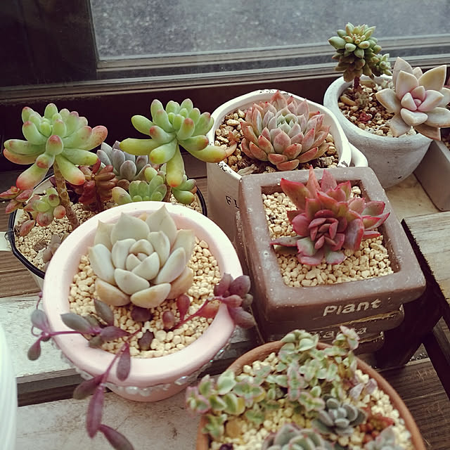 多肉植物 Hmグラプトベリア 桜牡丹 ゴースティン 多肉植物 グラプトベリア 6cmポットのレビュー クチコミとして参考になる投稿1枚 Roomclip ルームクリップ