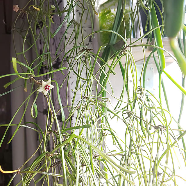 送料無料 ホヤ レツーサ Hoya Retusa サクララン 桜蘭 スパイダーホヤ 観葉植物 観葉 植物 珍奇植物 珍奇 珍しい レア 希少 つる性植物 つる性 ハンギング 吊るす 吊り下げ インテリア プレゼント おしゃれ かわいい おうち時間 グリーン アートプランツのレビュー 送料無料 ホヤ レツーサ Hoya Retusa サクララン 桜蘭 スパイダーホヤ 観葉植物 観葉 植物 珍奇植物 珍奇 珍しい レア 希少 つる性植物 つる性 ハンギング 吊るす 吊り下げ インテリア プレゼント おしゃれ かわいい おうち時間 グリーン アートプランツのレビュー