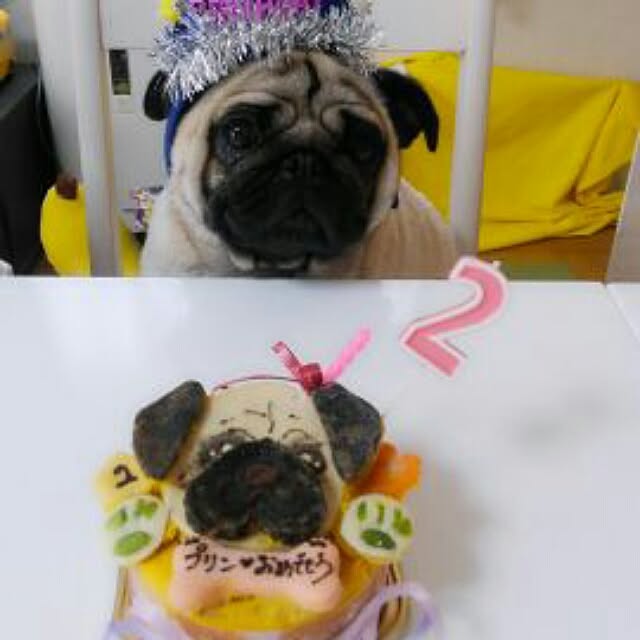 似顔絵ケーキ 12cm 顔1個 お誕生日ケーキ ワンコケーキ 犬用ケーキ 犬の誕生日 犬のおやつ 犬ケーキ 犬のお祝い 犬のプレゼント 手作り プレゼント お祝い ケーキ ペット バースデーケーキ インスタ映え 楽ギフト名入れ のレビュー クチコミとして参考になる投稿