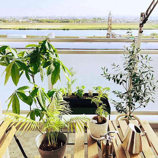 ハーブ 苗 ローズマリー 立性 ウッド 精油 鉢 鉢植え 花苗 苗木 栽培 室内 庭 ベランダ 食用 育て方 使い方 ガーデン 卸 ドライフラワー アロマオイル 効能 立性 ラベンダー ミント タイム 寄せ植え 挿し木 花 ギフト 誕生日 プレゼント q のレビュー クチコミとして