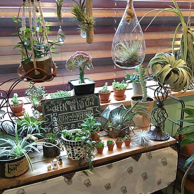 ディスプレイスタンド コクーン 3号 4号鉢サイズ のレビュー クチコミとして参考になる投稿2枚 ディスプレイスタンド コクーン 3号 4号鉢サイズ のレビュー クチコミとして参考になる投稿2枚