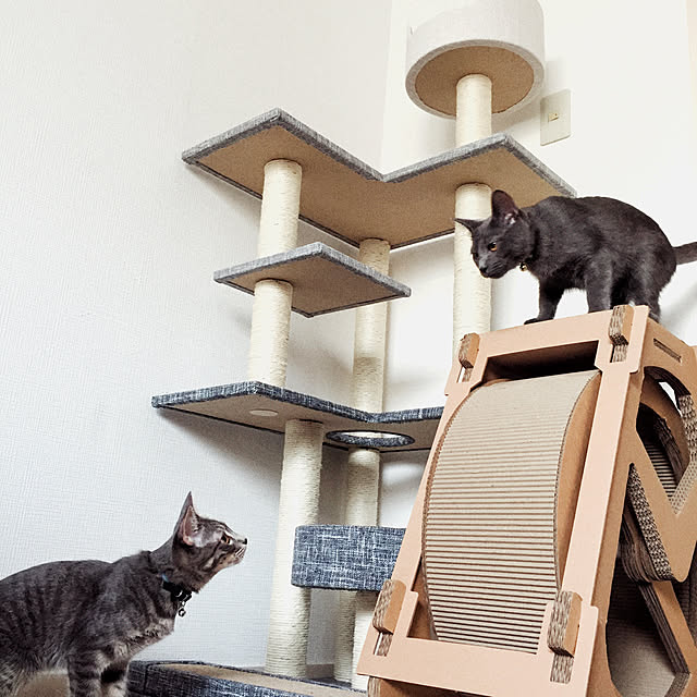 Ebs Raku 猫つめとぎ タワー 観覧車 段ボール キャットホイール 子猫向け 回し車 サイレントホイール 猫のトレッドミル キャットエクササイズホイール 猫スクラッチボード 猫用品 おもちゃ 静音 運動不足解消 ストレス解消 日本語説明書のレビュー 口コミとして参考に
