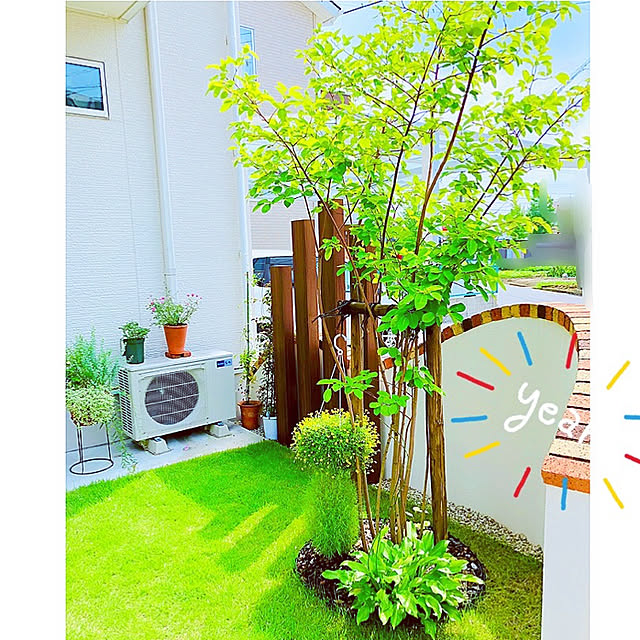 ミニバラ 四季咲きガーデンローズほほえみルージュ 極小輪ばら10 5cmポット苗のレビュー クチコミとして参考になる投稿37枚 Roomclip ルームクリップ