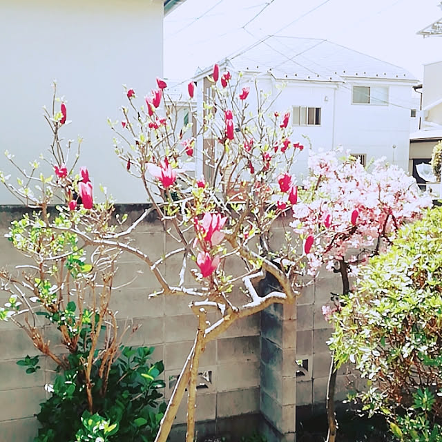 部屋全体 庭の花 紫木蓮 木蓮のインテリア実例 03 05 23 38 25 Roomclip ルームクリップ 部屋全体 庭の花 紫木蓮 木蓮のインテリア実例 03 05 23 38 25 Roomclip ルームクリップ