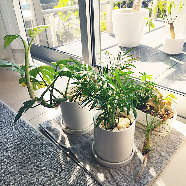 写真付きレビュー Ekirlin 植木鉢 陶器鉢 白 おしゃれ 受け皿付き 底穴あり 15 7cm 6号 纯色 観葉植物 鉢 プランター 鉢植え 北欧 室内 部屋 インテリアの通販商品 口コミ情報 Roomclipショッピング