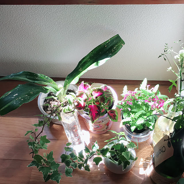 選べる6色のバーベナ 10 5cmポット苗 宿根草 鉢花 寄せ植えにのレビュー クチコミとして参考になる投稿1枚 Roomclip ルームクリップ 選べる6色のバーベナ 10 5cmポット苗 宿根草 鉢花 寄せ植えにのレビュー クチコミとして参考になる投稿1枚 Roomclip ルームクリップ