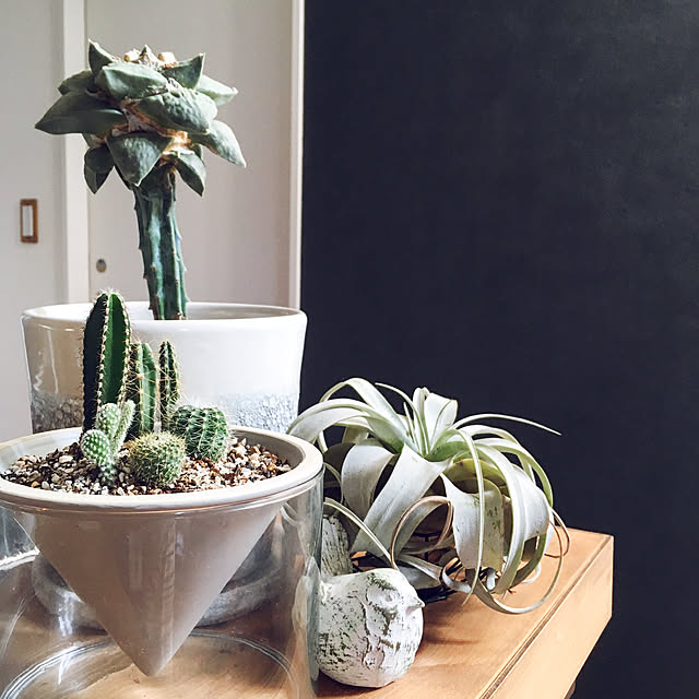 棚/接木サボテン/サボテンの寄せ植え/サボテン/インドアグリーンのある暮らし/植物&hellip;などのインテリア実例 20171010 09