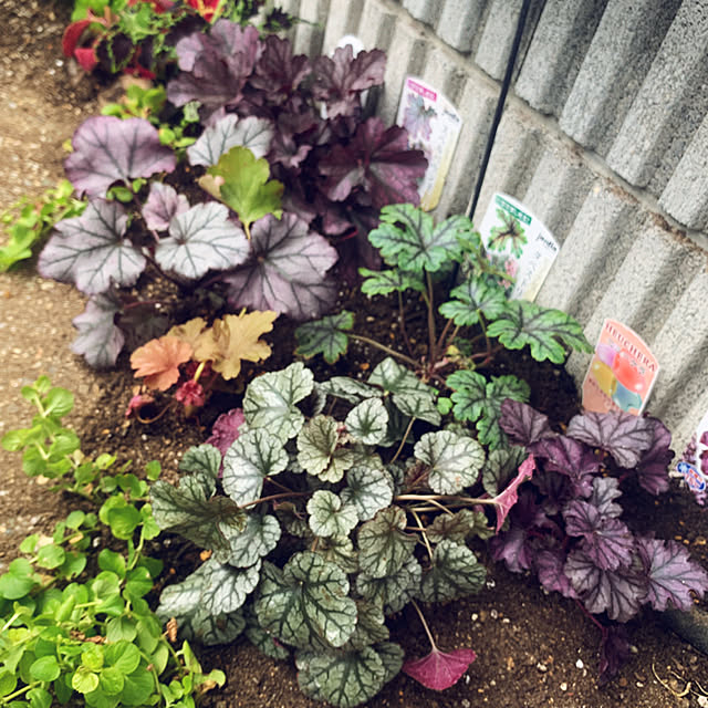 写真付きレビュー ヒューケラ 宿根草 お洒落なカラーリーフ 寄せ植え 3 3 5号 苗 常緑多年草 花壇 シェードガーデンの通販商品 口コミ情報 Roomclipショッピング