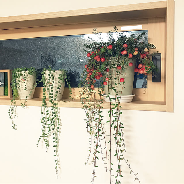 良品花壇苗 廣瀬さんのクランベリーツルコケモモ4 5号鉢植えのレビュー クチコミとして参考になる投稿2枚 Roomclip ルームクリップ 良品花壇苗 廣瀬さんのクランベリーツルコケモモ4 5号鉢植えのレビュー クチコミとして参考になる投稿2枚 Roomclip ルームクリップ