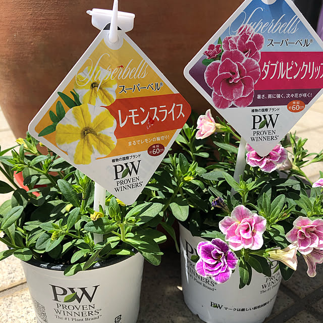 写真付きレビュー 草花の苗 21年5月中下旬予約 カリブラコア スーパーベル レモンスライス4号ポットの通販商品 口コミ情報 Roomclipショッピング