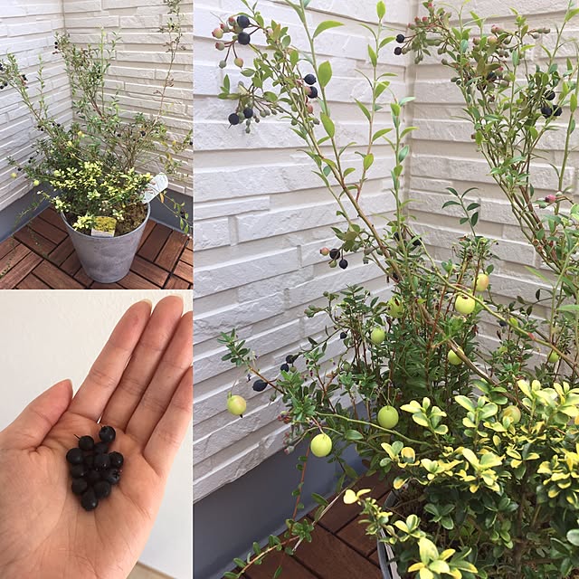 ビルベリーとクランベリーの寄せ植え アートストーン22cm鉢植え のレビュー クチコミとして参考になる投稿3枚 Roomclip ルームクリップ